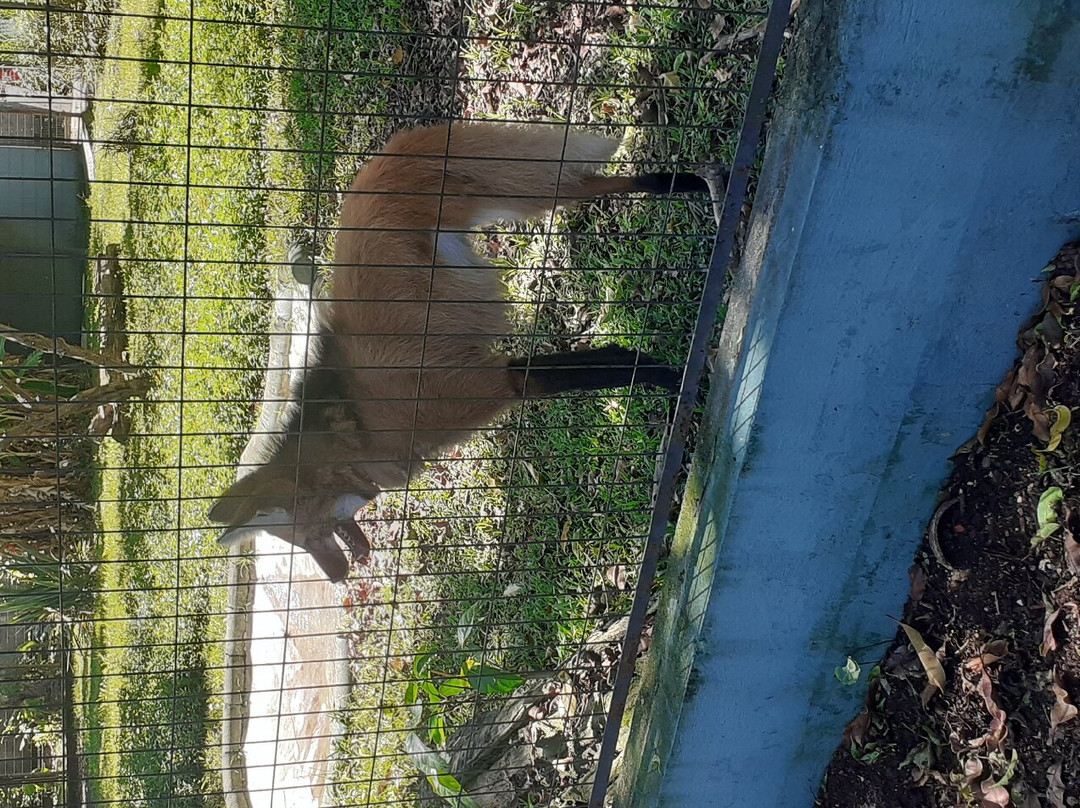 Zoológico Municipal de Guarulhos-瓜鲁柳斯必去景点