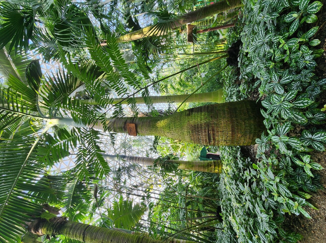 Geoje Botanic Garden Jungle Dome-巨济市必去景点