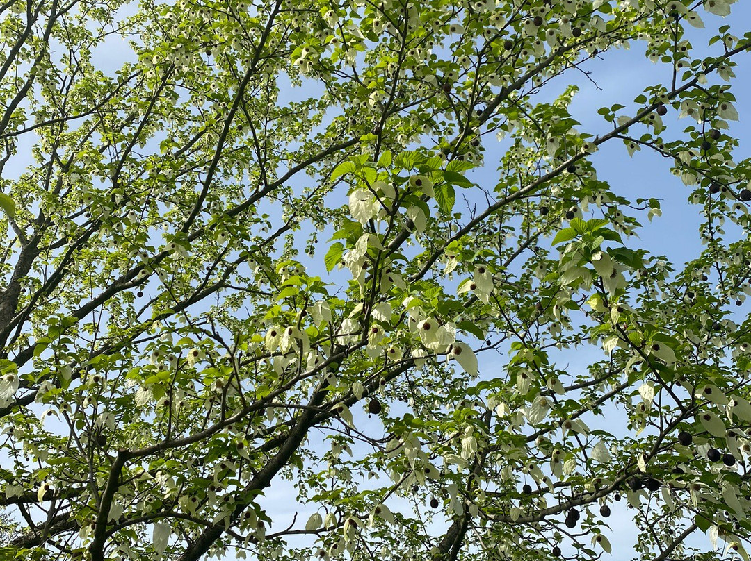 Schau- und Sichtungsgarten Hermannshof-魏因海姆必去景点