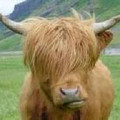 hi_coo