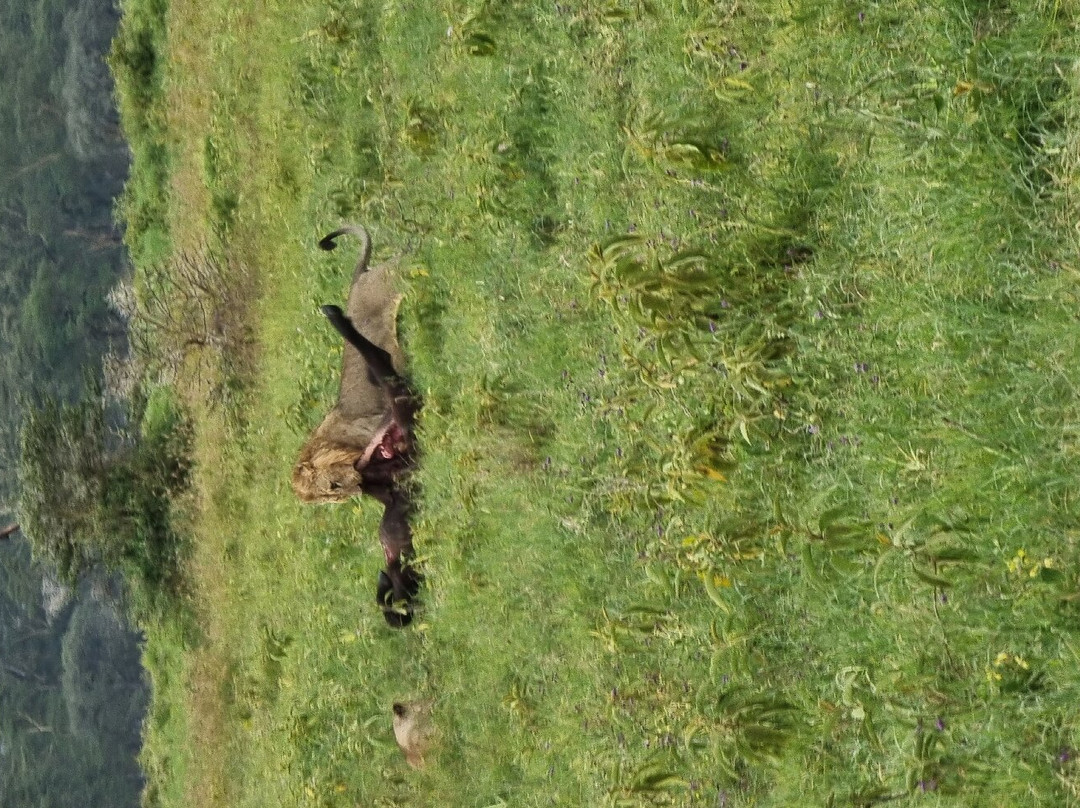 Kairi Tours and Safaris-内罗毕必去景点