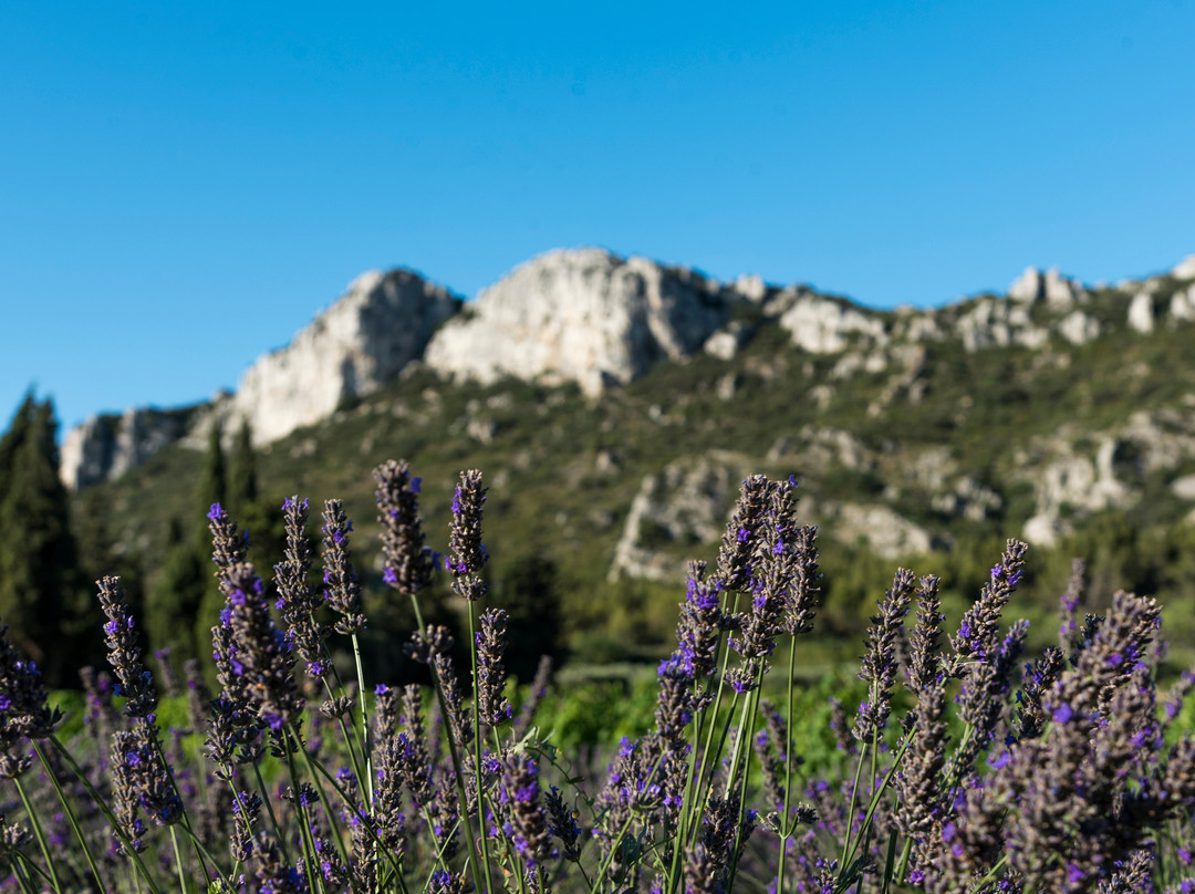 Domaine Oddo Vallon Des Glauges景点图片