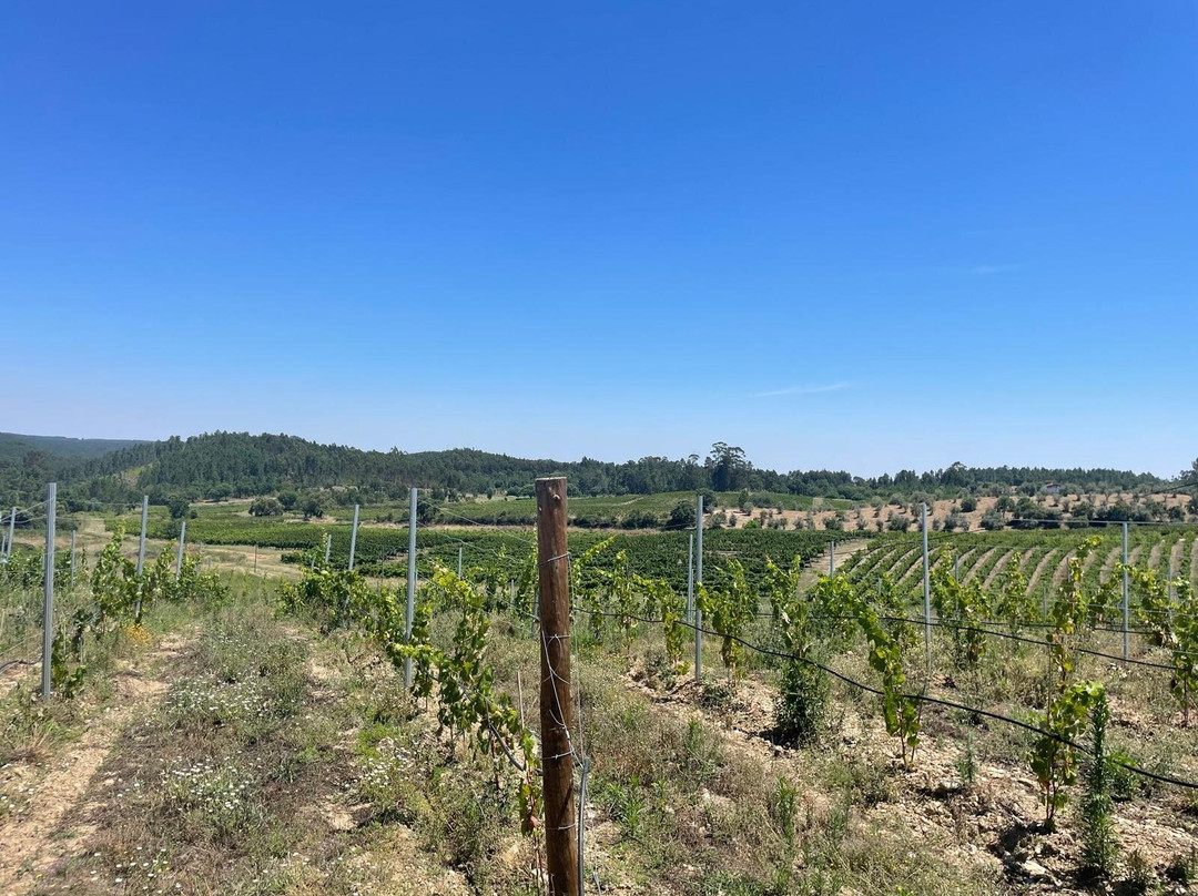 Quinta Vale Do Armo景点图片