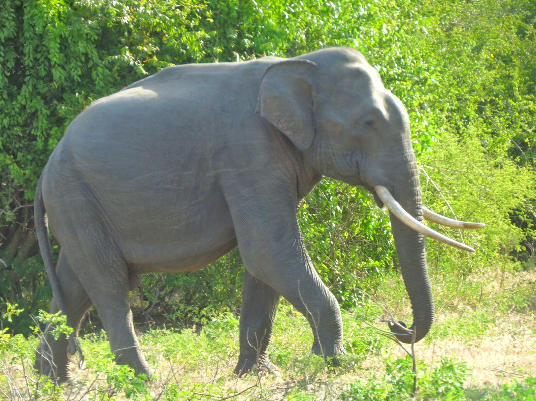 Dinuka Safari景点图片