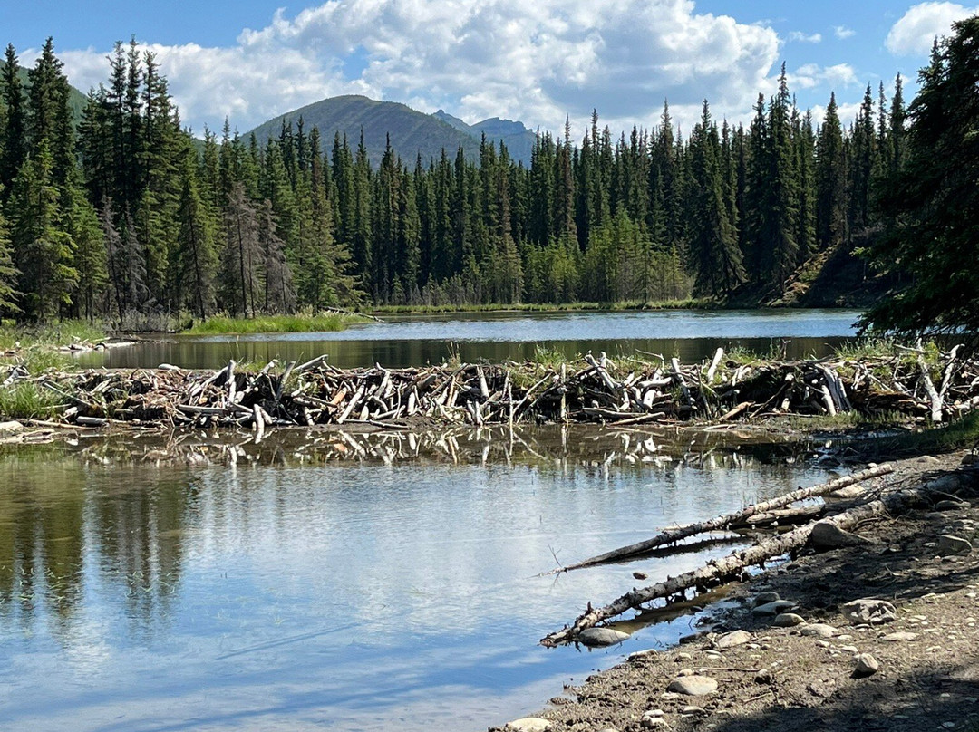 Horseshoe Lake Trail景点图片
