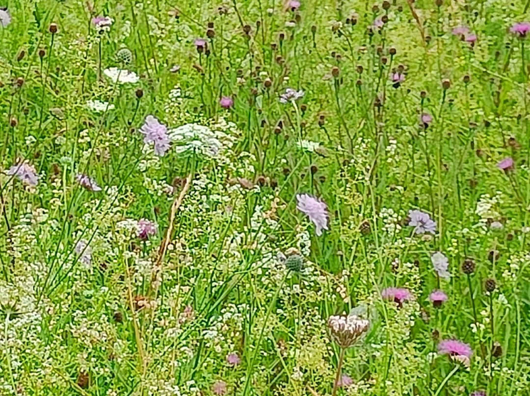 University of Bristol Botanic Garden-布里斯托尔必去景点