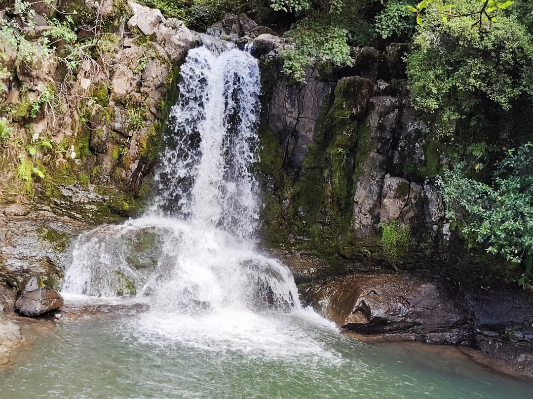Waiau Falls Walk景点图片