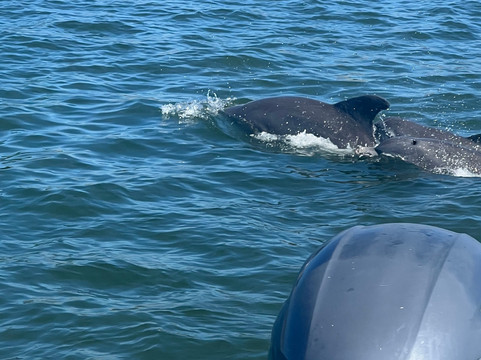 Island Ferry of St Pete-圣彼得海滩必去景点