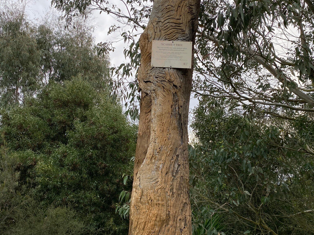 Aboriginal Scarred Tree-Stratford必去景点