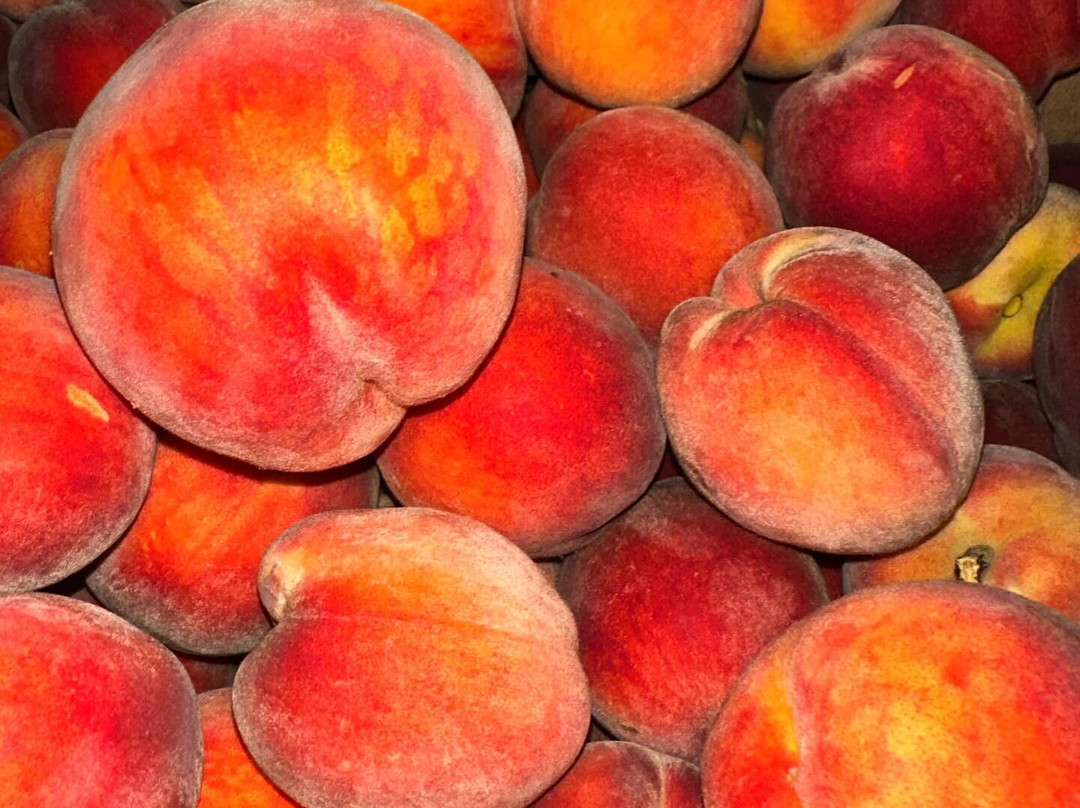 The Property Farms and McCallum's Orchard & Cider Mill-Jeddo必去景点