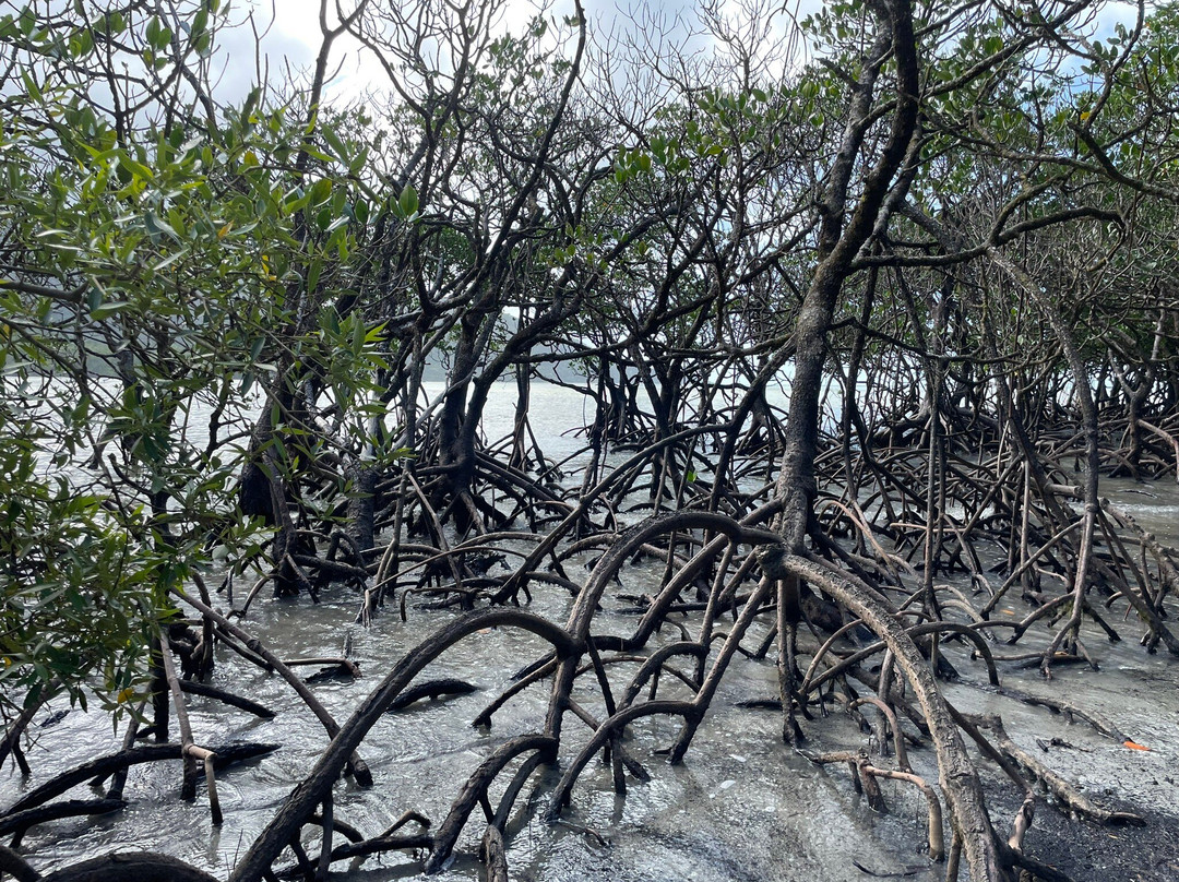 Tony's Tropical Tours-道格拉斯港必去景点