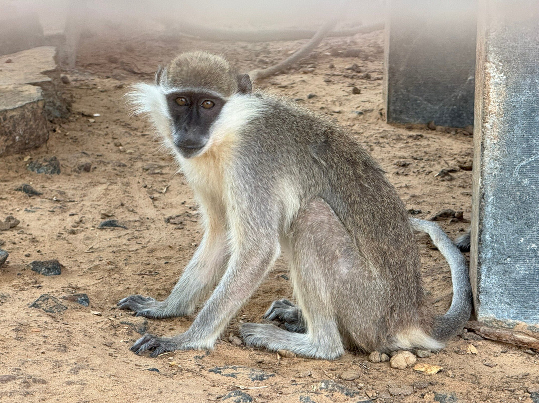 The Zoo Wild Life Park-乌姆盖万必去景点