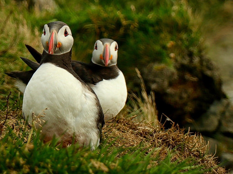 Art Treks-达拉斯必去景点
