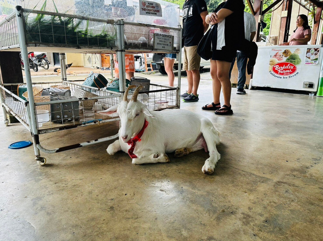 Saanen Dairy Goat Farm景点图片
