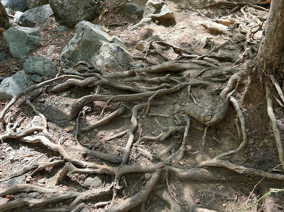 Caledonia Waterfall-帕拉翠斯必去景点