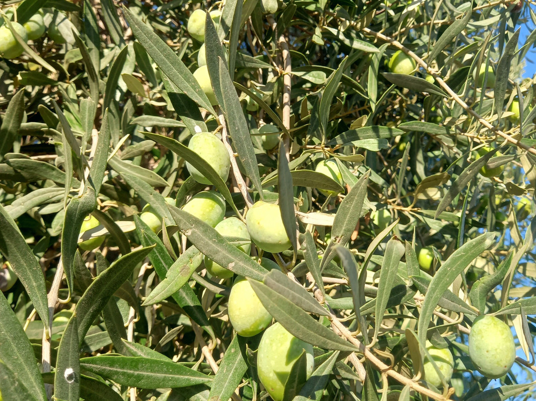 Il Giardino del Sole主图