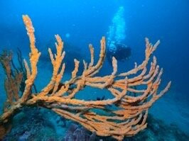 Argonauta Diving Resort景点图片