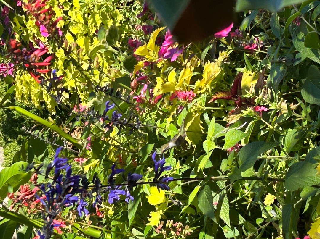 奥布里希热带植物园-麦迪逊必去景点