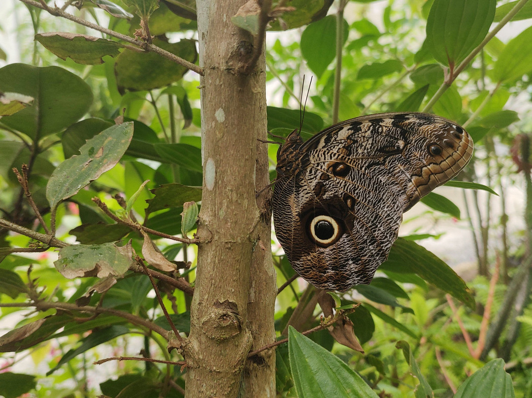 Borboletário Teresópolis