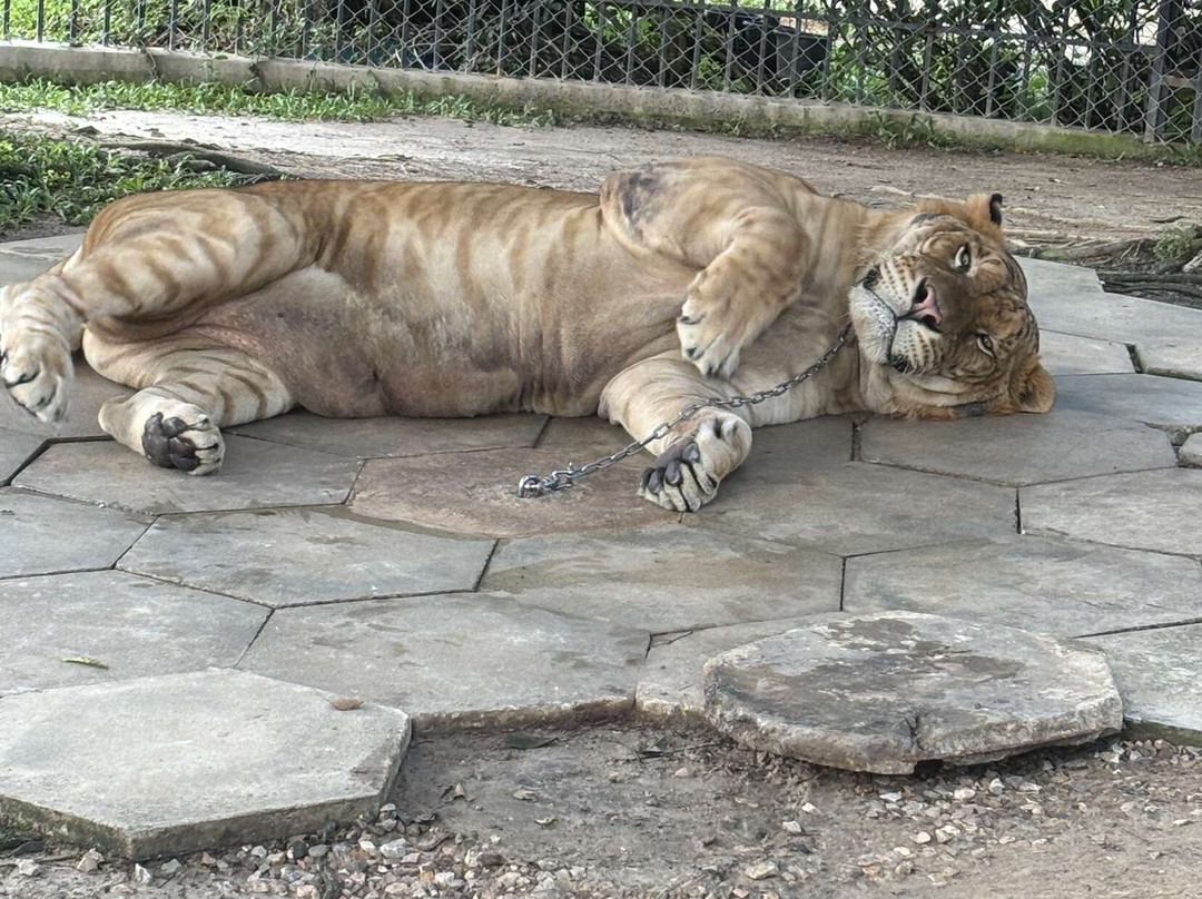 Tiger World Thailand景点图片