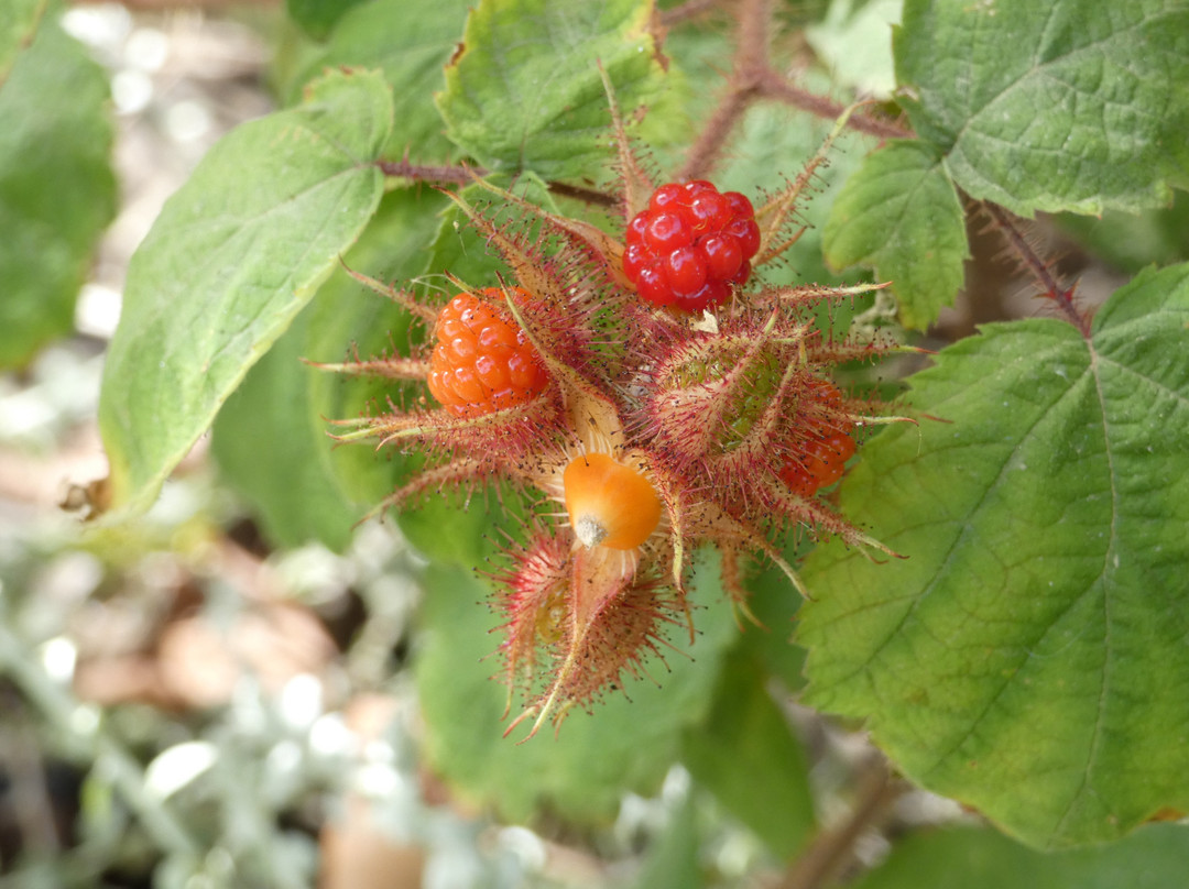 Botanical Park & Gardens of Crete景点图片