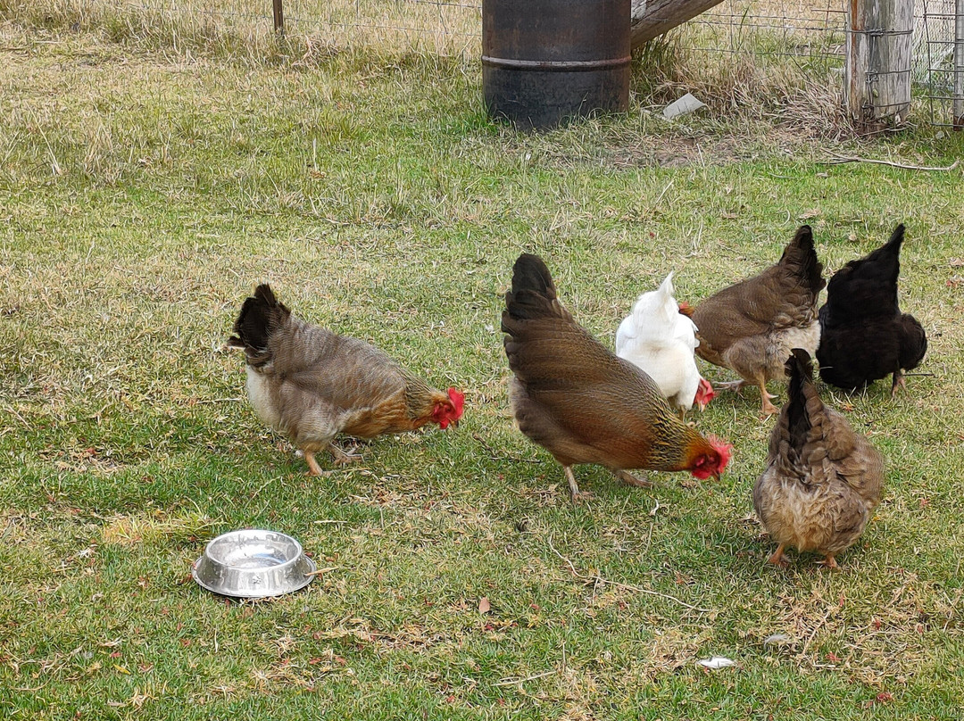 Bryn Glas Farm Stay主图