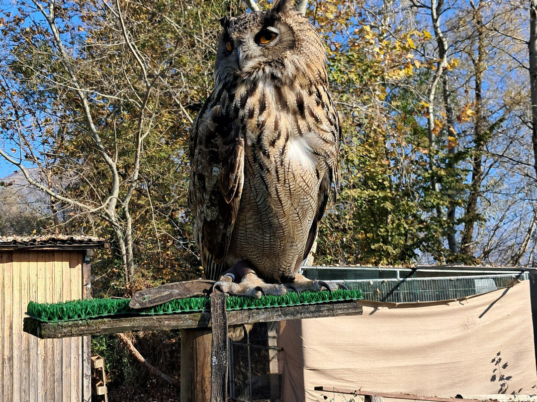 I Falconieri del Feudo景点图片