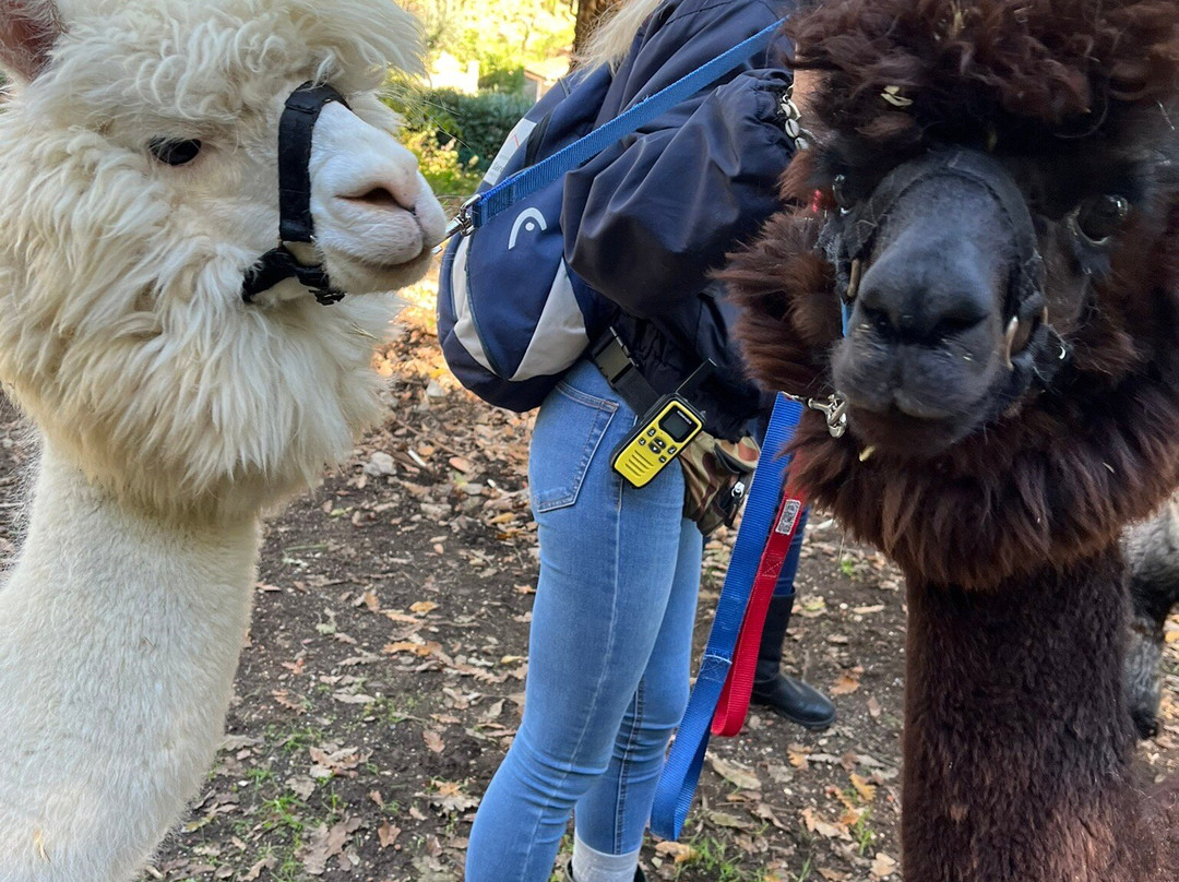 Alpaca Di Roma景点图片