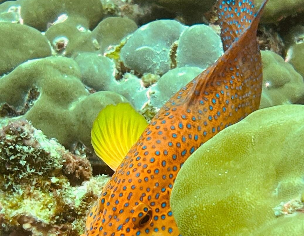 Equinoxe Ecole Seychelloise de Plongee景点图片