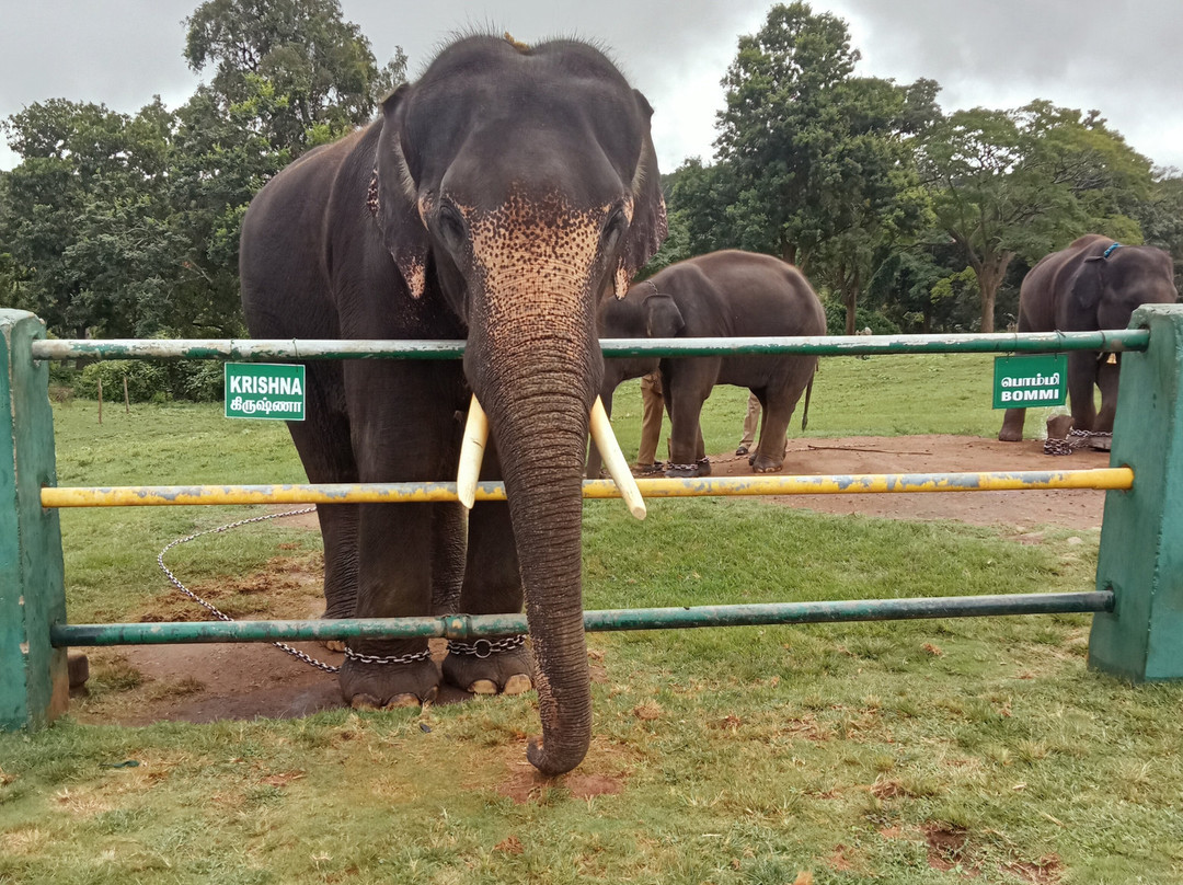 Theppakadu Elephant Camp景点图片