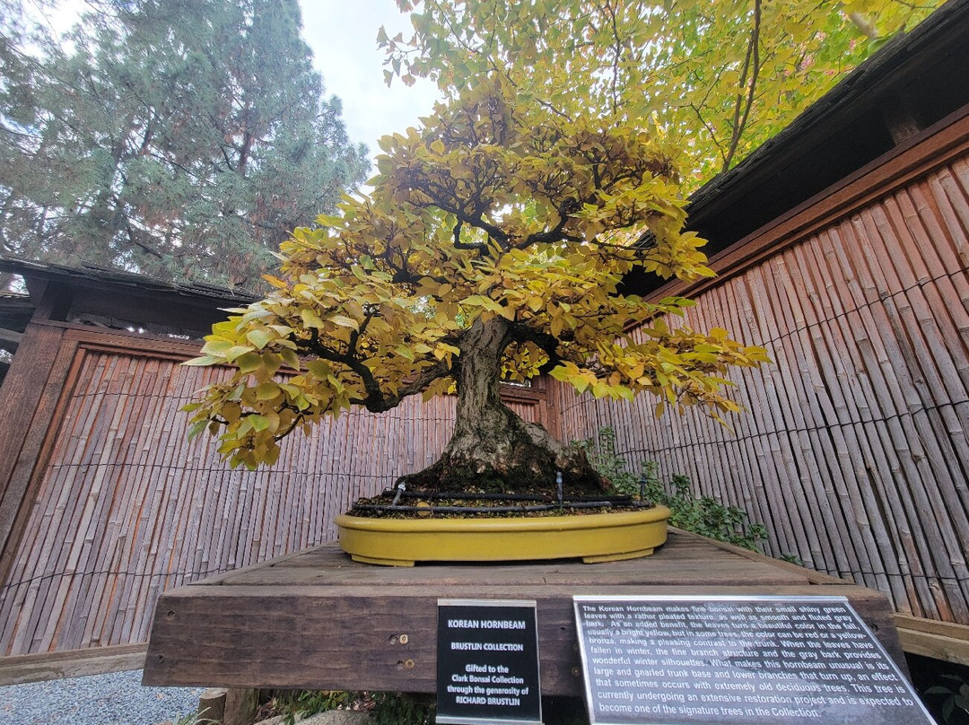 Clark Bonsai Museum-弗雷斯诺必去景点
