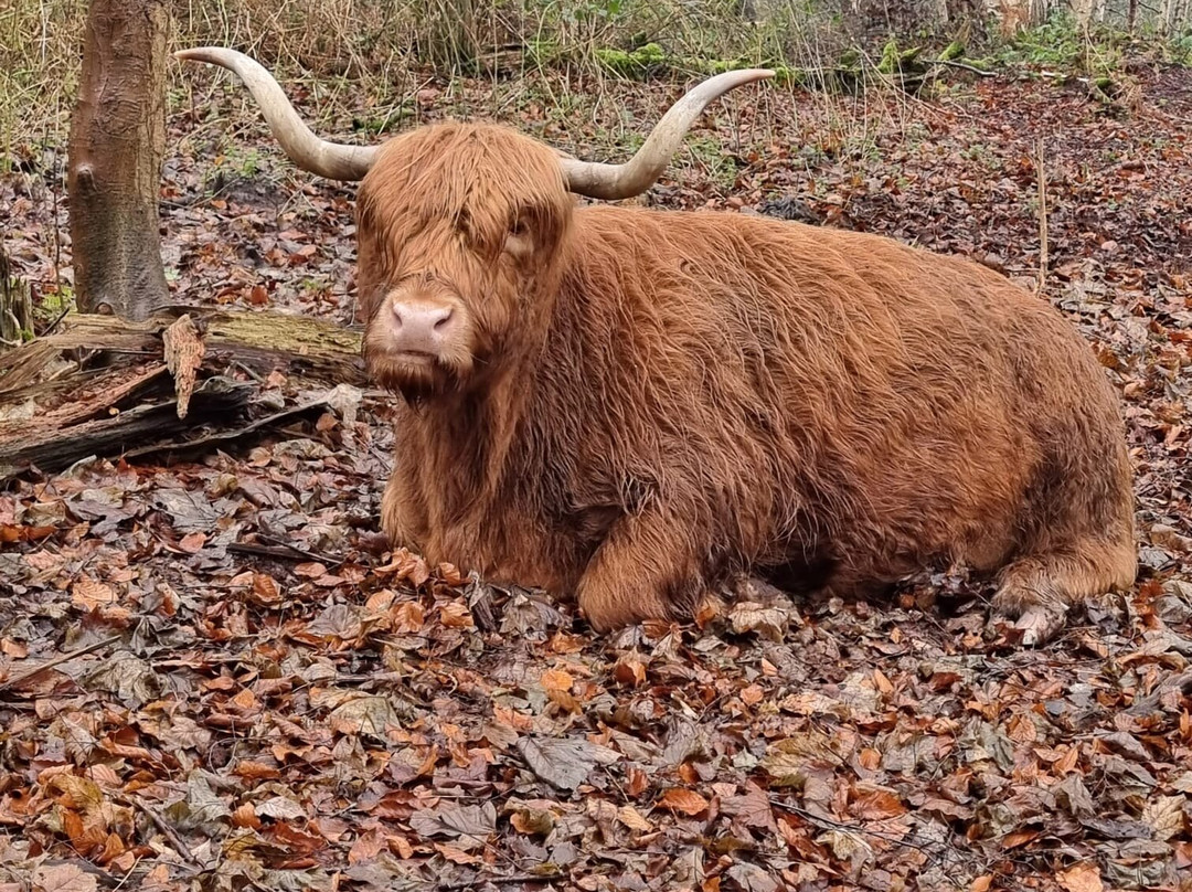 Hothfield Heathlands Nature Reserve景点图片