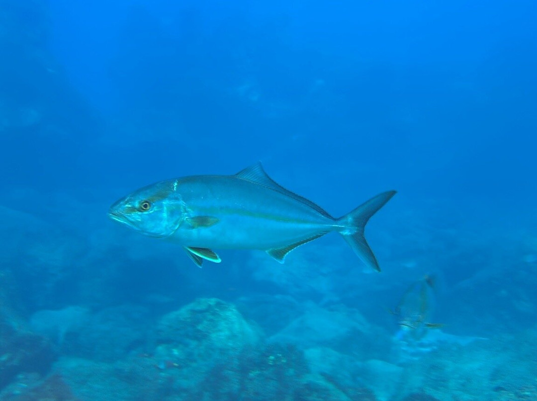 Blackstone Dive Center-Playa Paraiso必去景点