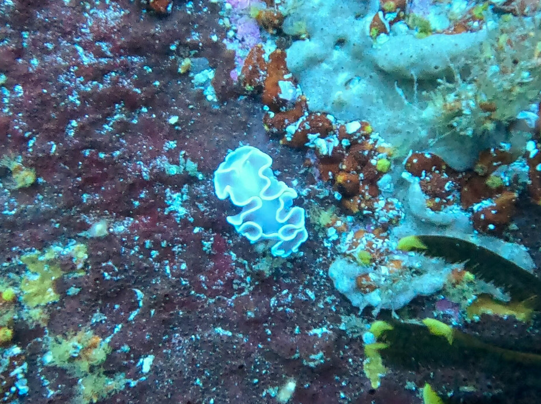 Pisces Divers-西门镇必去景点