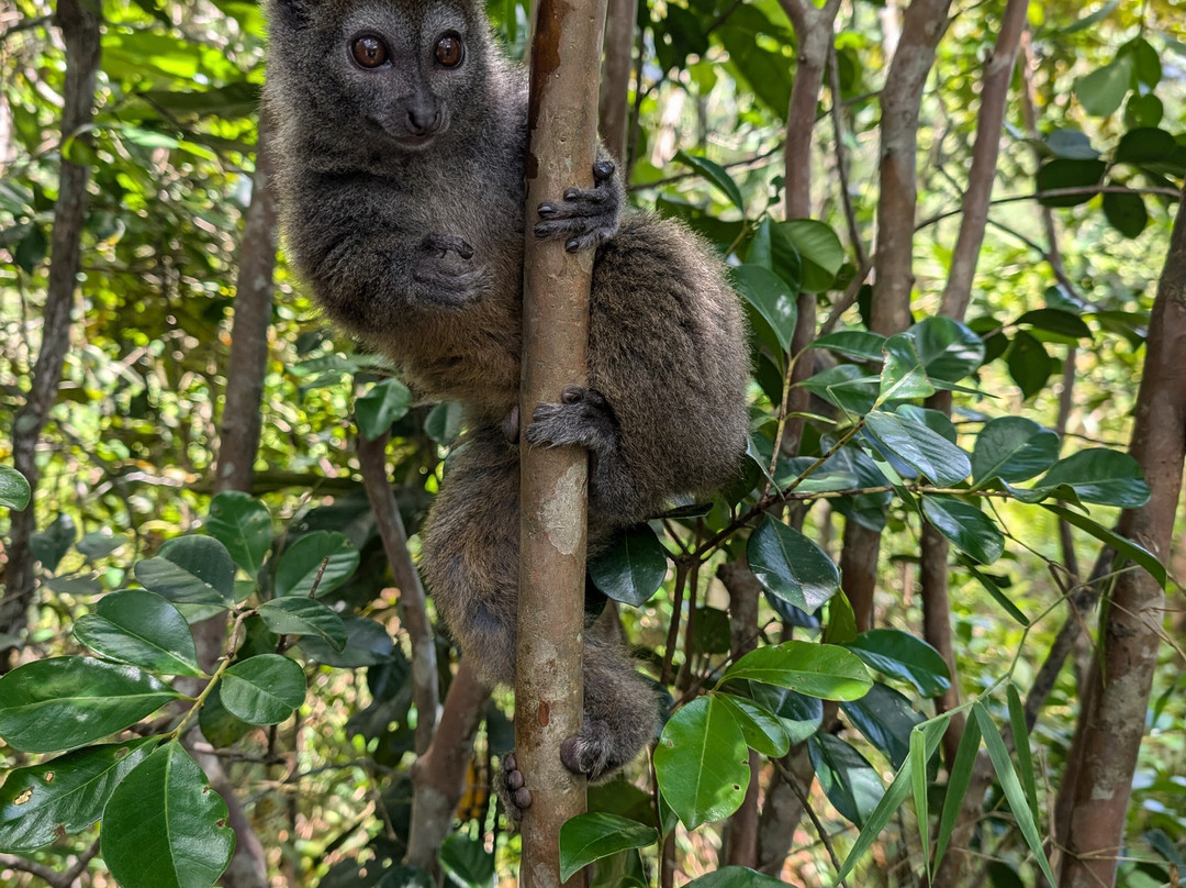 GMT+3 Great Madagascar Tours - Day Tours景点图片