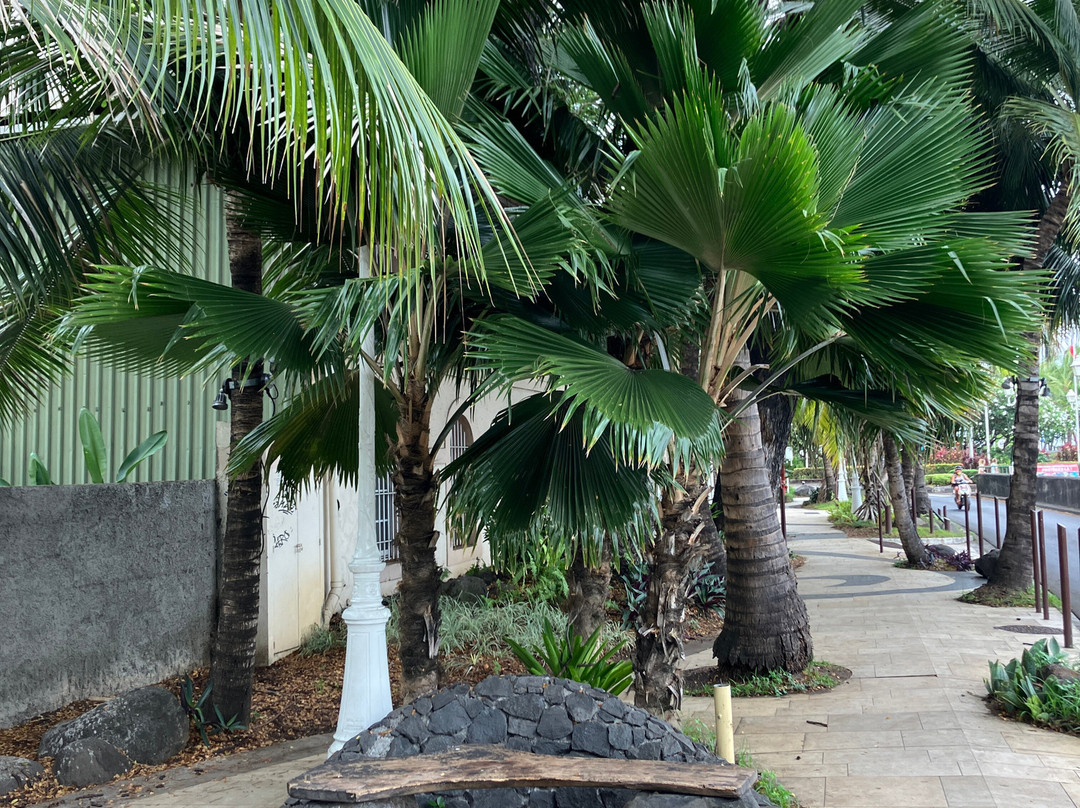 Bougainville Park景点图片