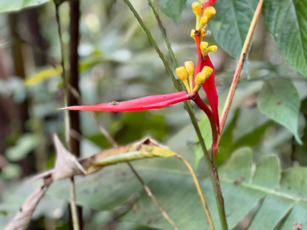 Kasaguadua Natural Reserve-萨伦托必去景点
