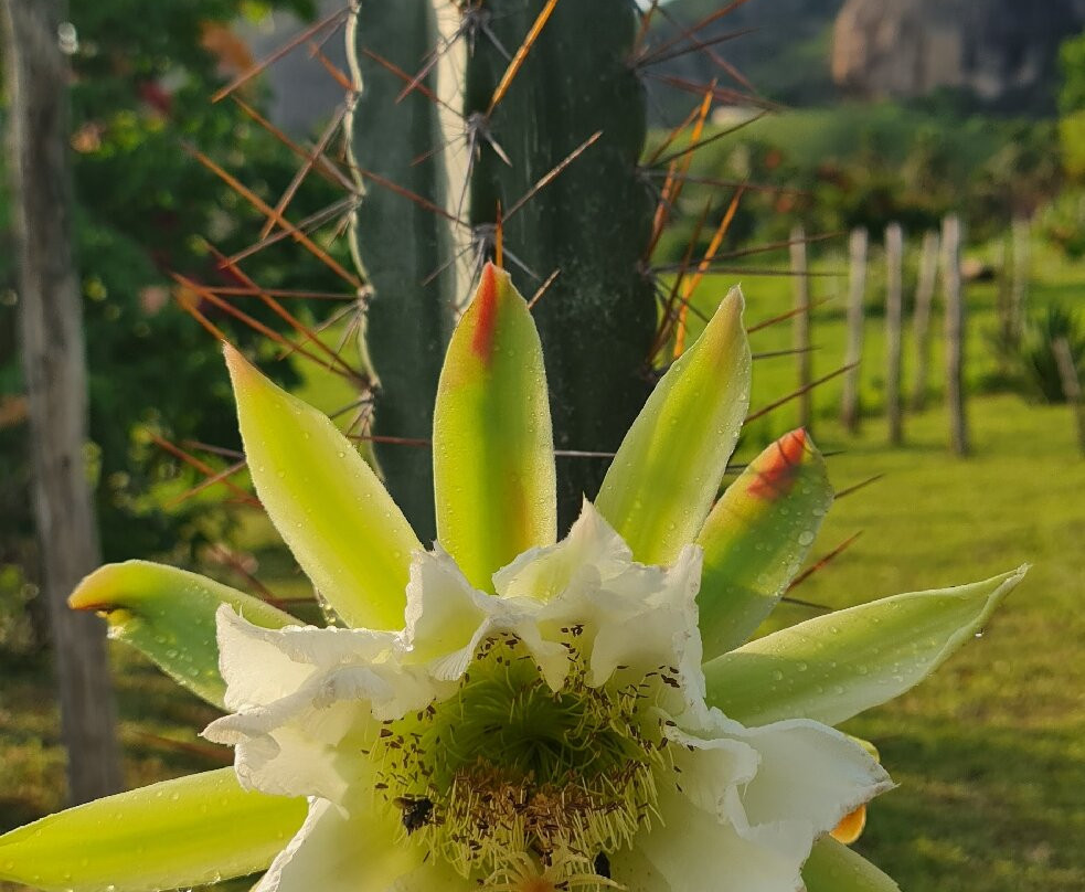 Pousada Fulo da Pedra主图