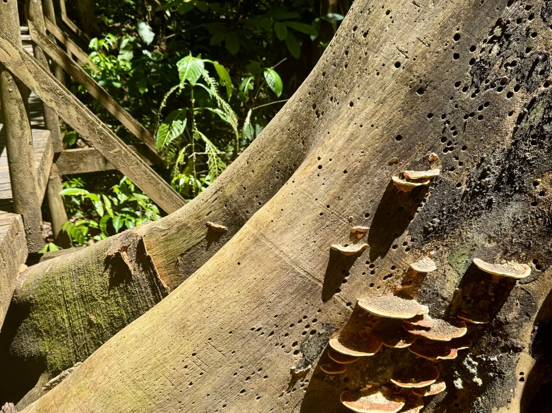 Manuel Antonio, Costa Rica-Savegre必去景点