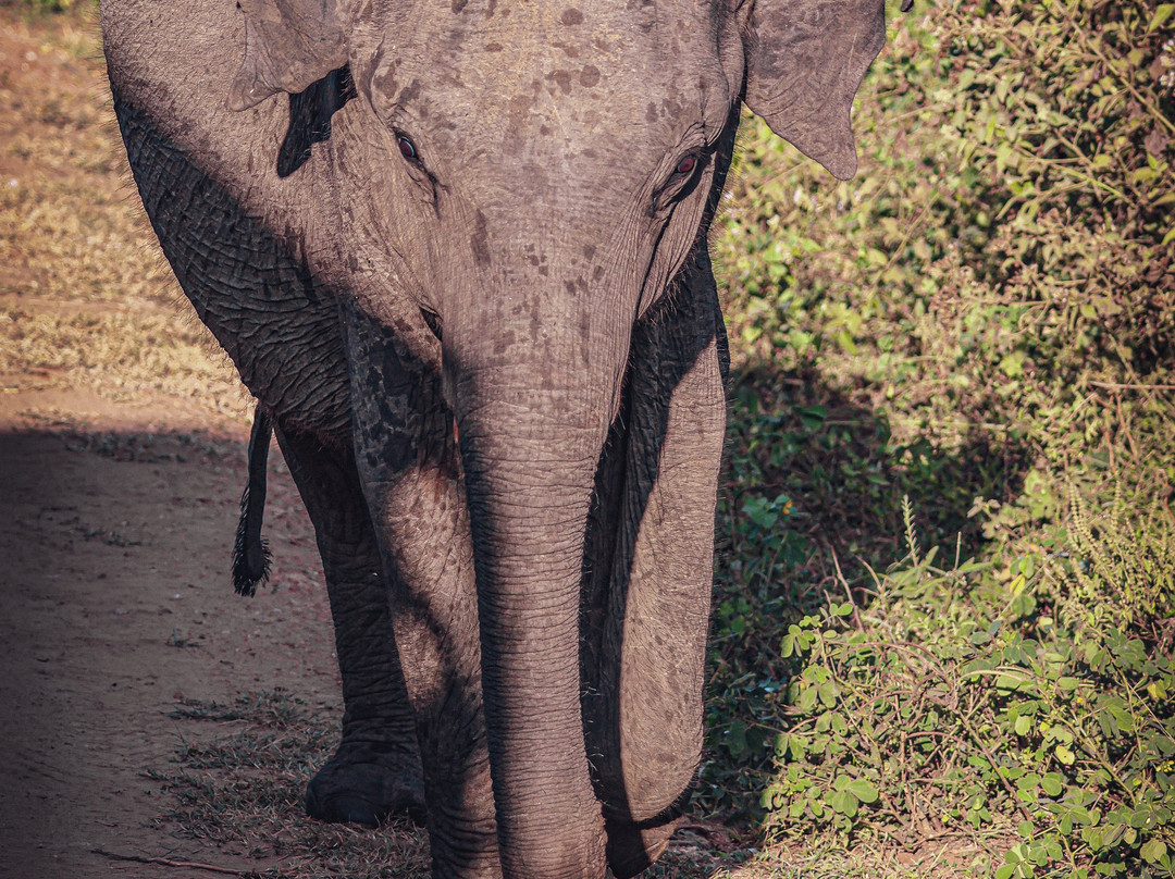Udawalawe National Park Safari-乌达瓦拉瓦必去景点