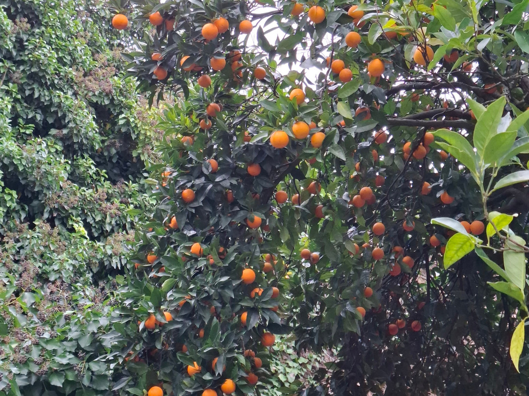 Jardim Do Castelo景点图片