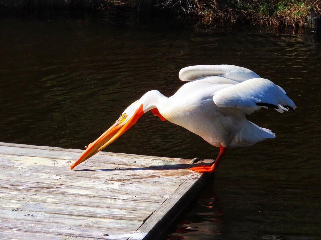 Gulfarium Marine Adventure Park景点图片