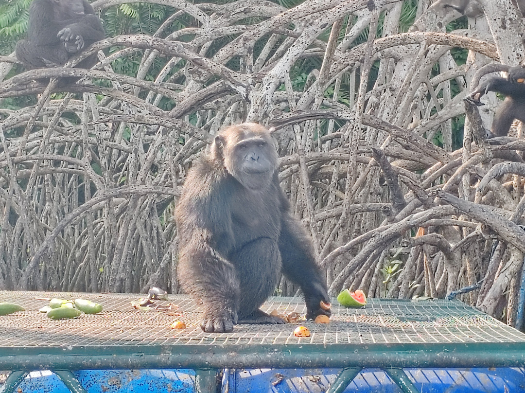 Camp Help Congo-Conkouati-Douli National Park必去景点