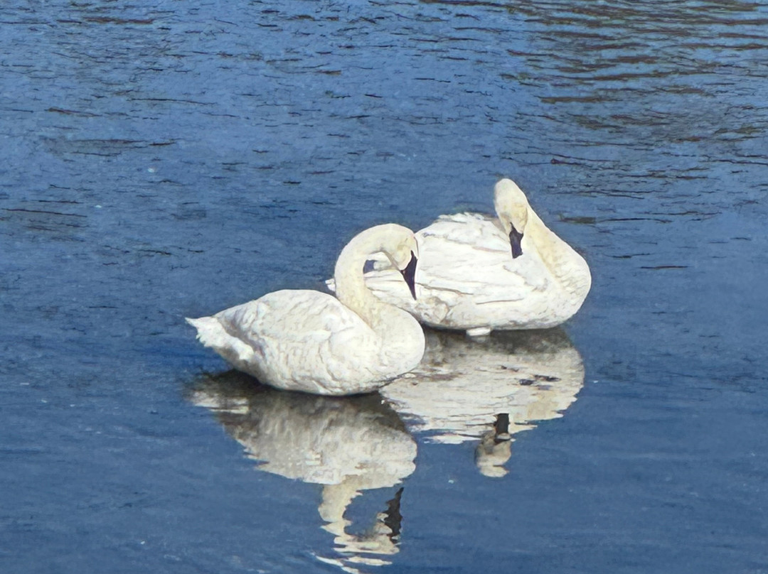 Gary Fales Outfitting-科迪必去景点