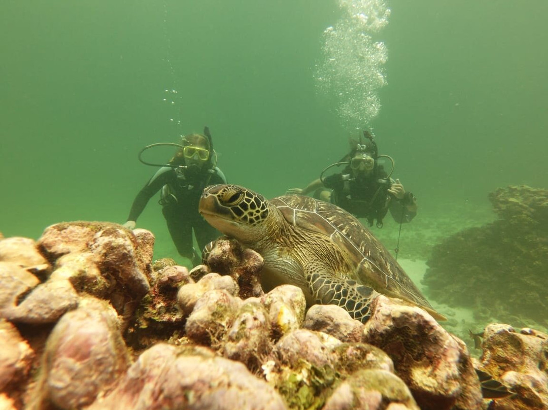 Turtle Dive- and Watersport Center-瓦塔木必去景点