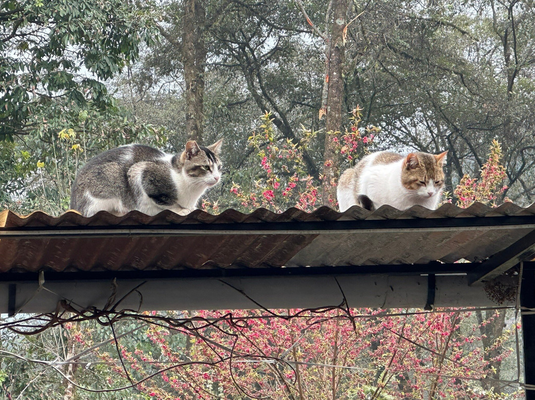 Limboo Homestay主图