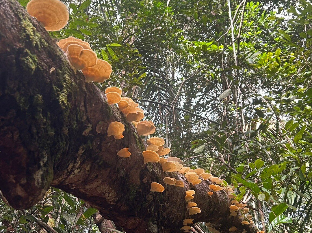 Amazon Antonio Jungle Tours-玛瑙斯必去景点