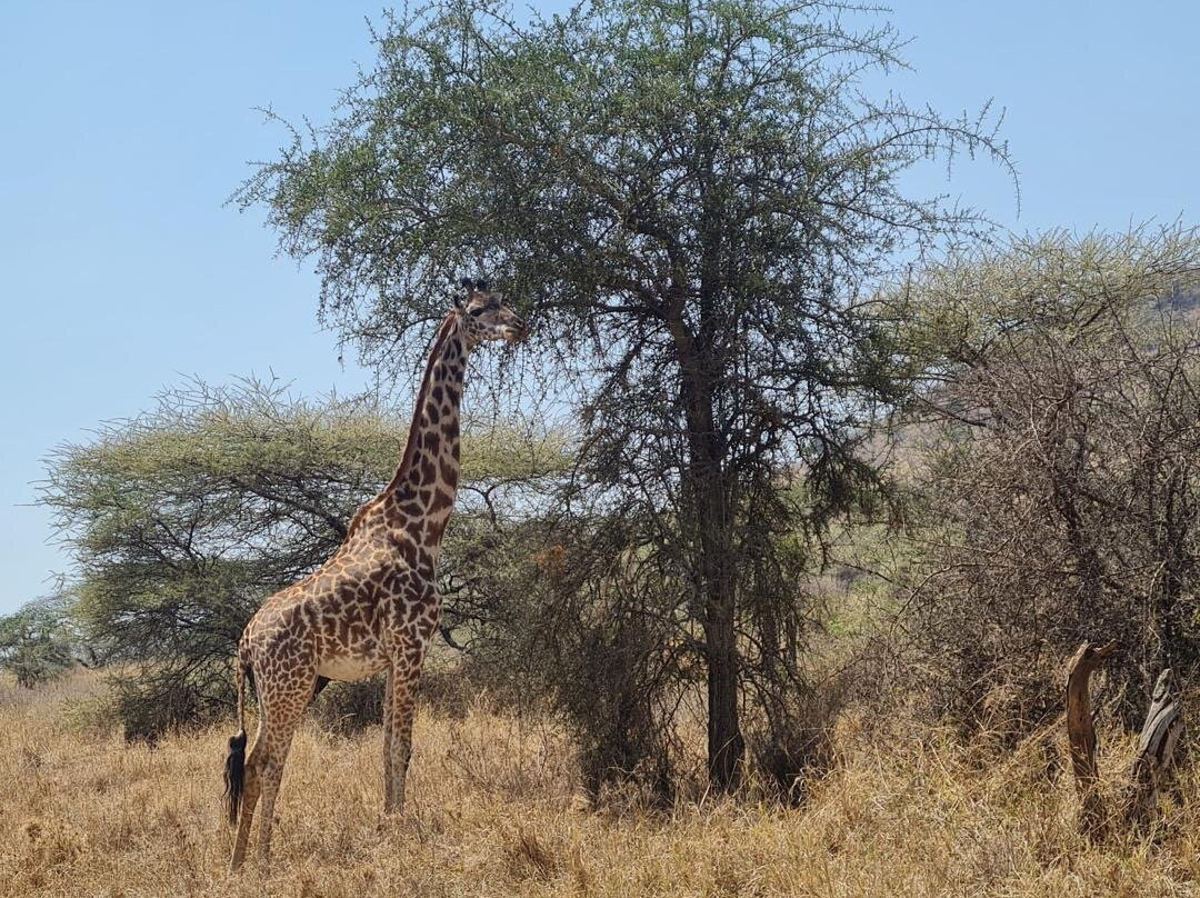 Kai Tours and Safaris | Best Affordable Mikumi Safaris from Dar es Salaam & Zanzibar景点图片