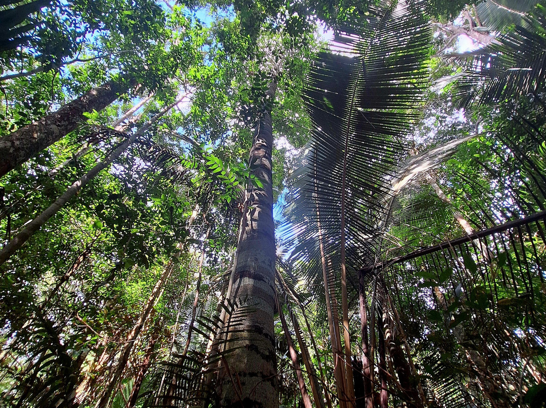 Amazon Brasil Jungle Tours-玛瑙斯必去景点