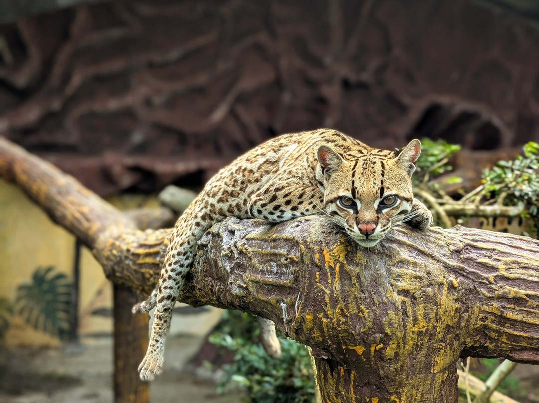 Zoorefugio Tarqui-Puyo必去景点
